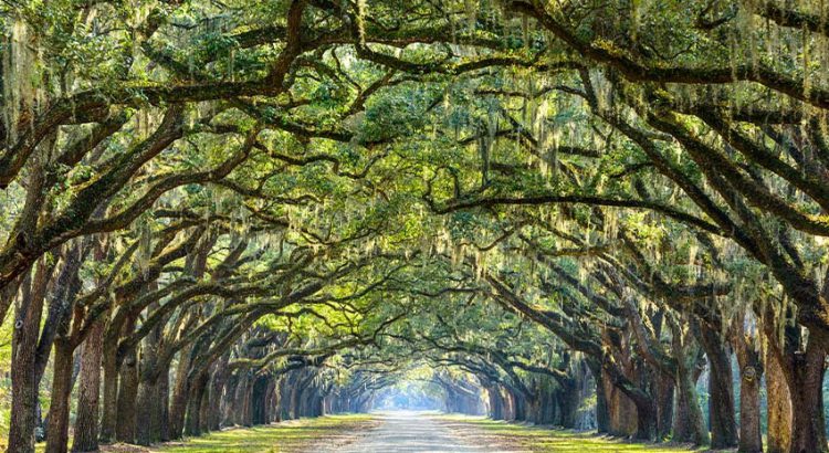 Plan a trip to Savannah