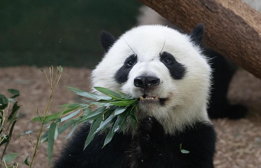 Zoo Atlanta