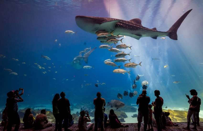 Georgia Aquarium