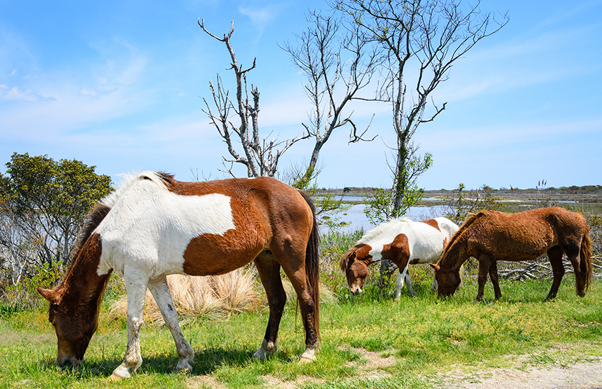 Assateague Island