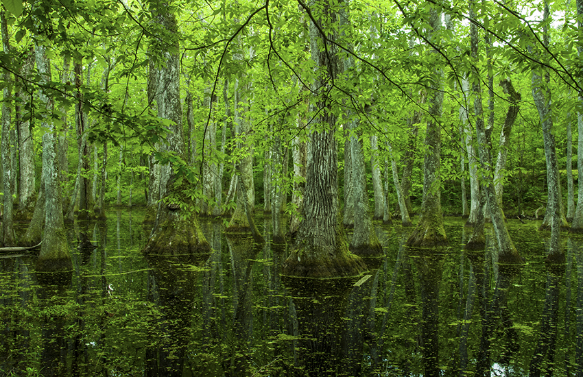 Natchez Trace