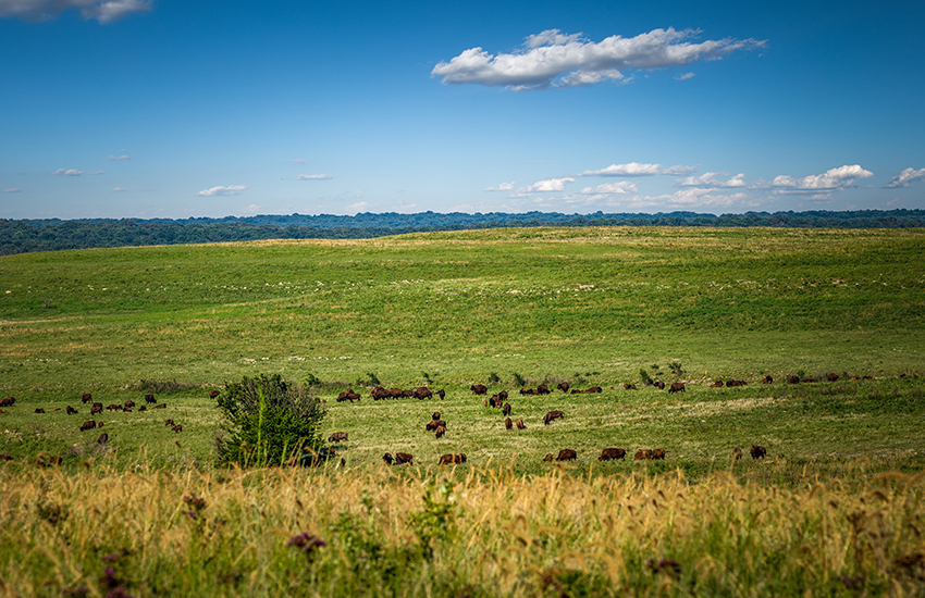 Tallgrass Prairie National Preserve