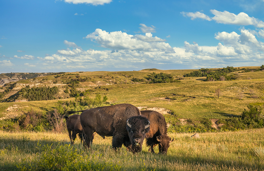 Theodore Roosevelt National Park