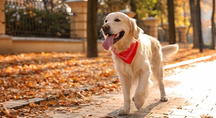 dog-friendly cities