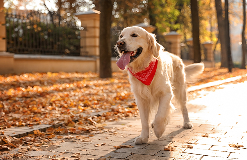 dog-friendly cities